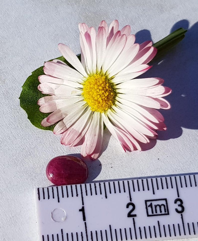 K&ouml;nnte beinhalten: Nahaufnahme eines Rubin-Cabochons, der etwa 1 cm im Durchmesser misst, neben einer wei&szlig;en Margerite mit rosa R&auml;ndern und gelber Mitte. Ein Lineal ist im Hintergrund sichtbar, mit Markierungen in Zentimetern.