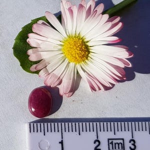 Può includere: Primo piano di una pietra preziosa ovale di colore rosso scuro, che misura circa 1 cm di lunghezza, accanto a una margherita bianca con un centro giallo e una foglia verde. Un righello è visibile sullo sfondo, con segni in centimetri.