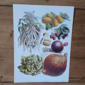 Old botanical print / botanical plate to frame / botanical plate of vegetables / old botanical print