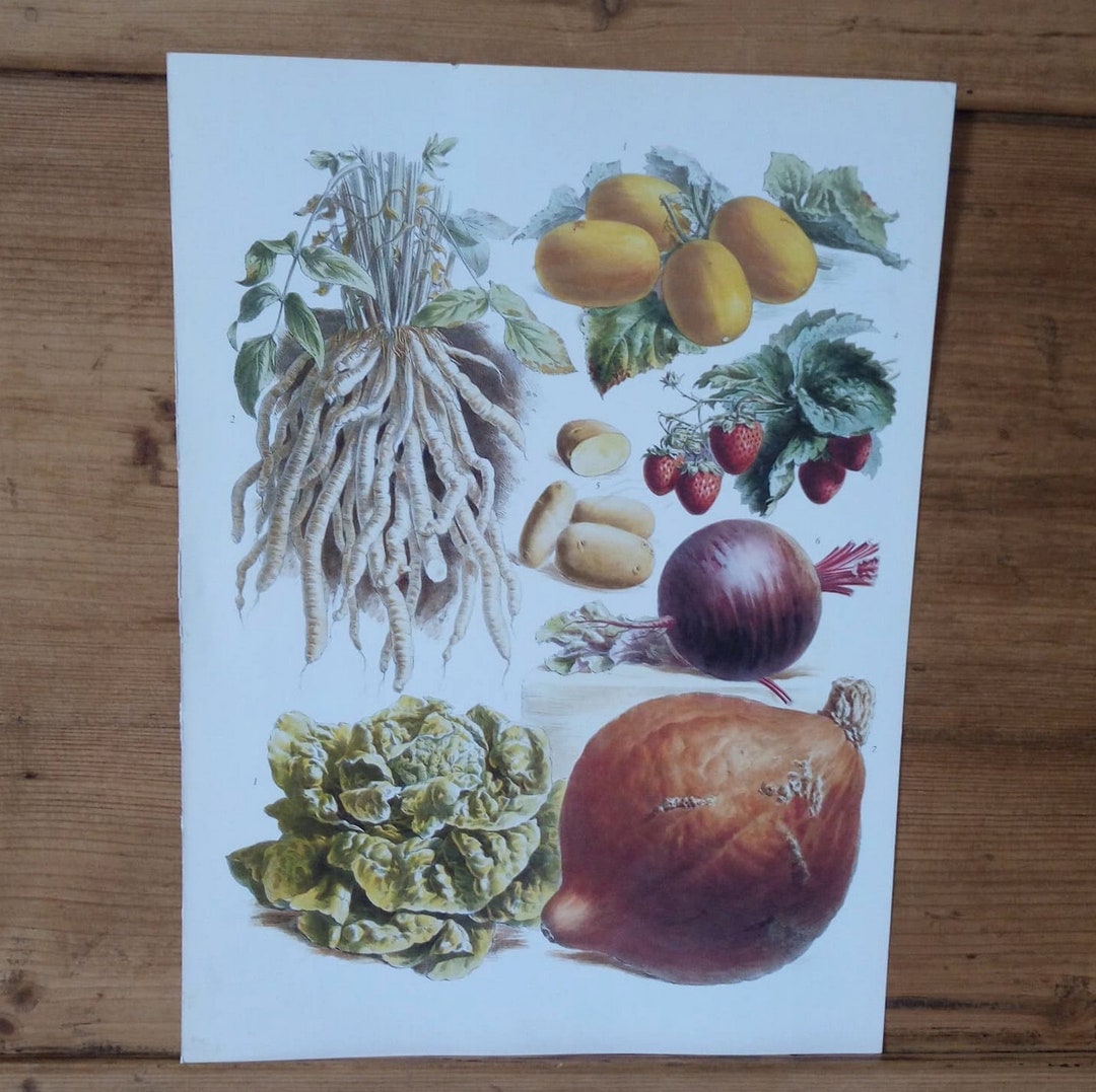 Ancient Botanical Engraving / Botanical Board to Frame / Botanical ...