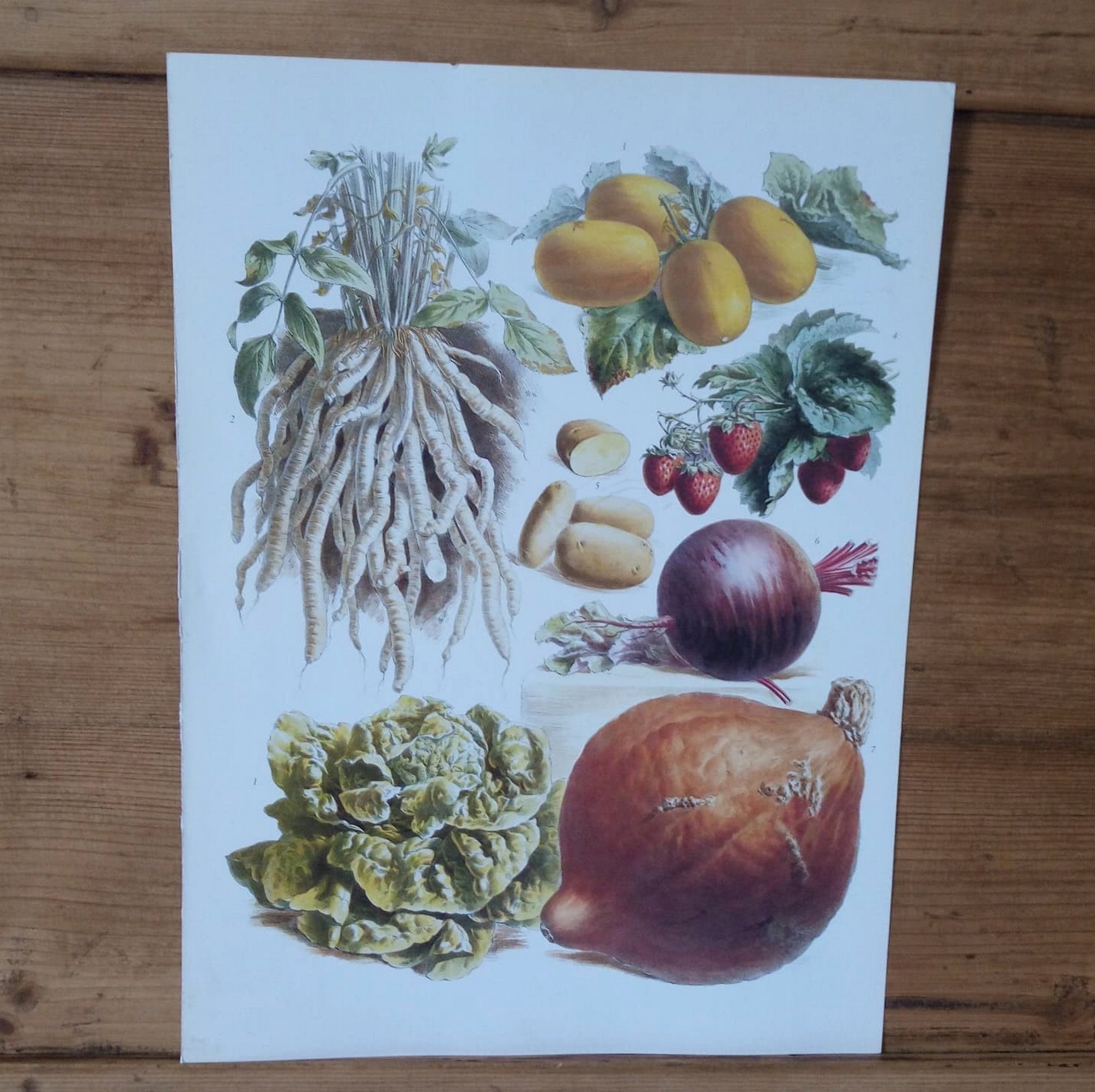 Gravure Botanique Ancienne/Planche à Encadrer de Légumes Gravure Ancienne