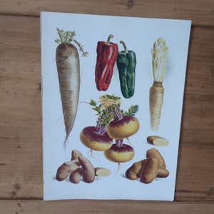 Old botanical print / botanical plate to frame / botanical plate of vegetables / old botanical print