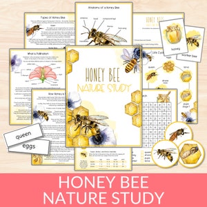 Paquete de estudio de la unidad de abejas melíferas, ciclo de vida y anatomía de las abejas, imprimibles de estudios de la naturaleza de Charlotte Mason, actividad científica, tarjetas educativas de abejas