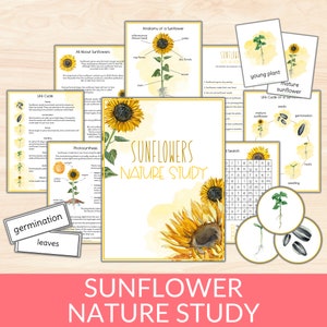 Paquete de estudio de la unidad de girasol, ciclo de vida y anatomía del girasol, imprimibles de estudios de la naturaleza de Charlotte Mason, actividad científica, flores educativas