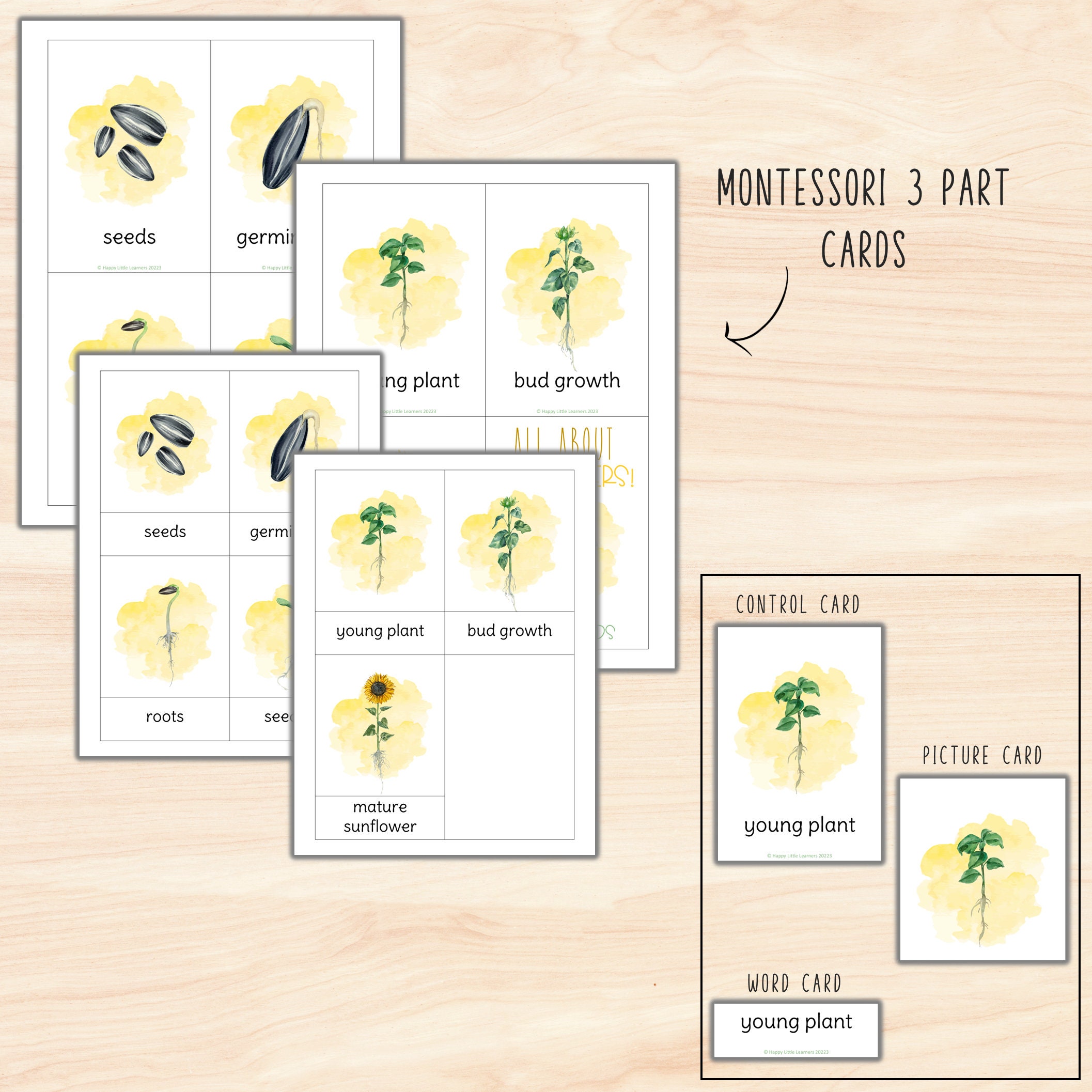 Sunflower Unit Study Bundle, Sunflower Life Cycle & Anatomy, Charlotte ...