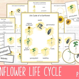 Unité du cycle de vie du tournesol, imprimables d'étude de la nature de Charlotte Mason, activité scientifique, fleurs éducatives, affiches du cycle de vie