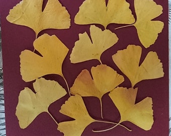 GINKGO -feuilles séchées lot 9