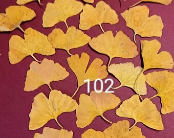 petites feuilles séchées de GINKGO - lot 102