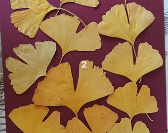 FEUILLES GINKGO séchées - lot 2