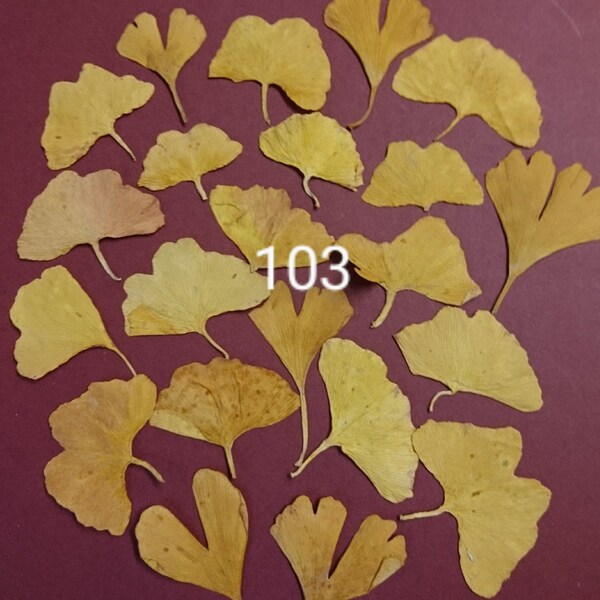 petites feuilles GINKGO - lot 103