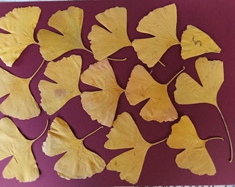 GINKGO lot 5 - feuilles séchées
