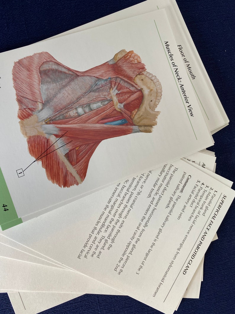 NETTER S ANATOMY FLASH Cards 4x6 Flash Cards Etsy Ireland