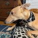 Owner of <a href='https://www.etsy.com/shop/LazyGreyCollectibles?ref=l2-about-shopname&from_page=listing' class='wt-text-link'>LazyGreyCollectibles</a>