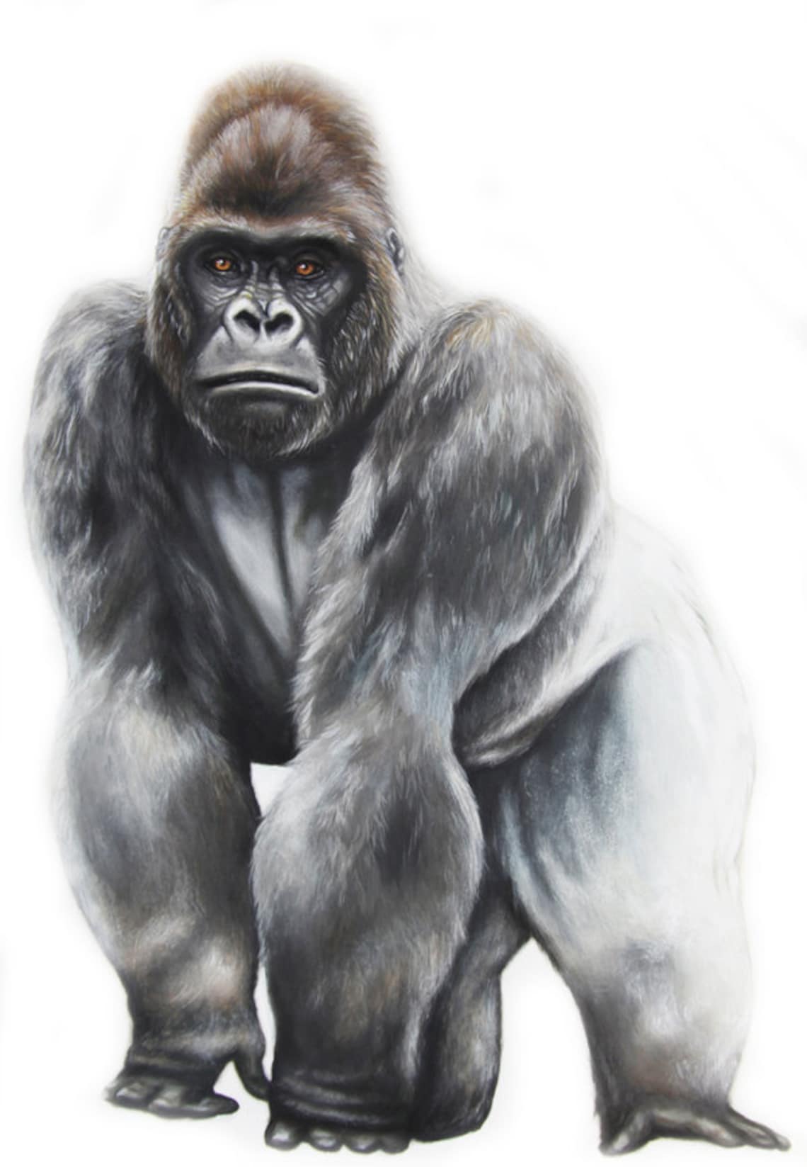 Gorilla Wall Decals Gorilla Wall Sticker Jungle Decals Etsy