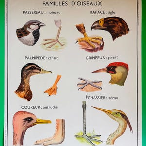 May include: A vintage educational poster titled FAMILLES D'OISEAUX featuring illustrations of six bird types: sparrow, eagle, duck, woodpecker, ostrich, and heron. Each section displays the bird's head and a detailed view of its foot with labels.