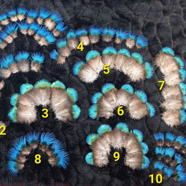 Paires et lots de plumes de paon *qualité extra* (n1) - couleur naturelle : bleu intense à turquoise - fly tying, earrings, DIY