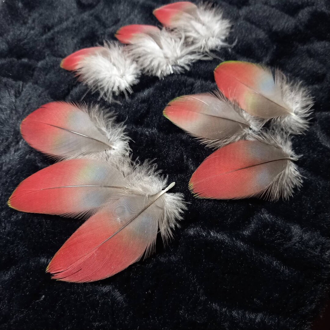 Boa En Plumes Et Lunettes Cœur – Déguisement Enfant, Accessoire Festif Léger