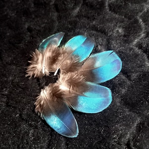 TSWNG Lot de 5 plumes d'autruche bleu paon - Plumes TSWNG Lot de 5 plumes d'autruche bleu paon - Plumes