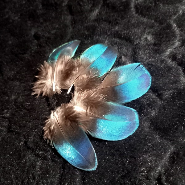 VERY RARE - Pairs and lots of peacock sapphire feathers (n7) - natural color: midnight blue iridescent turquoise - jewelry, earrings, art