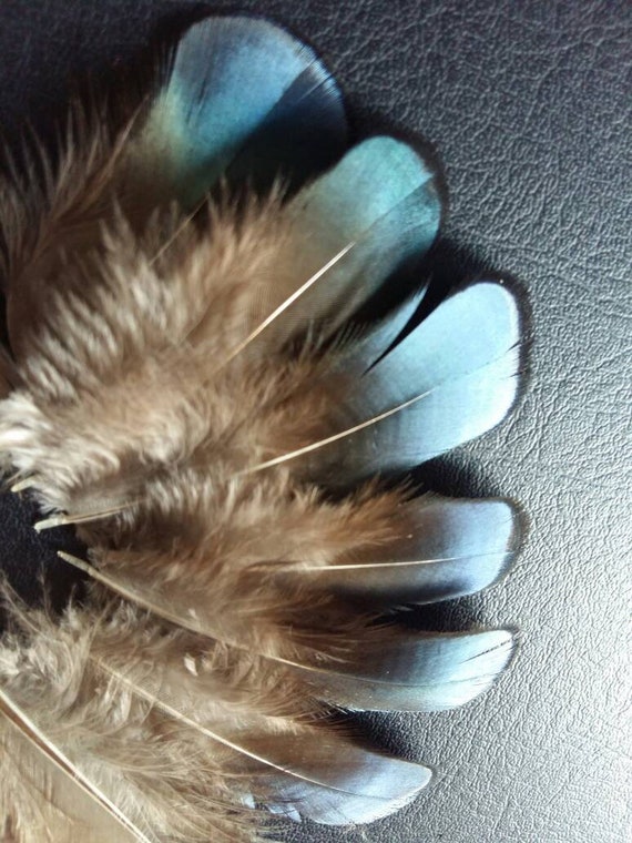 Creative Angler Peacock Eye Feathers for Fly Tying or Tying Flies. 4  Feather per Pack