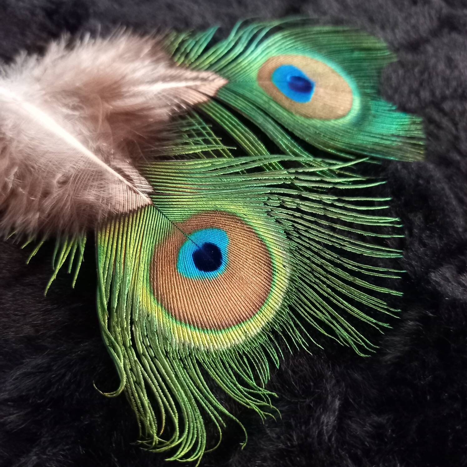 RARE - Mini Peacock Eye *extra Quality* (n6) - Green Peacock 