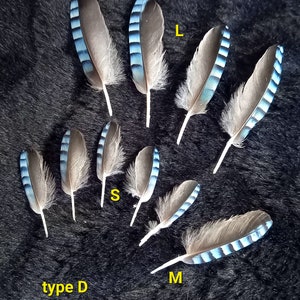 plumes d'ailes de geai, couleur naturelle : bleues rayées blue jay feather, fly tying, earrings image 6