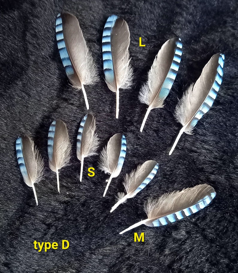 plumes d'ailes de geai, couleur naturelle : bleues rayées blue jay feather, fly tying, earrings image 6