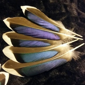 May include: A collection of six iridescent feathers with brown, white, blue, and purple hues. The feathers are arranged in a fan shape, with the tips of the feathers pointing to the right.