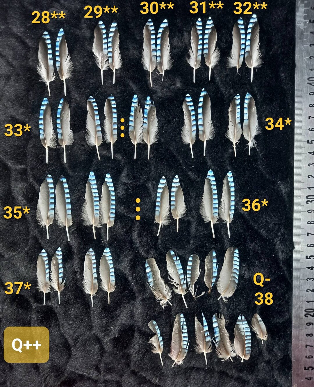 Lots of Jay Wing Feathers, Natural Color Blue Striped Blue Jay Feather