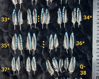 Lots of jay wing feathers, natural color: blue striped - blue jay feather, fly tying, earrings