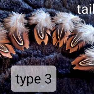 May include: A selection of decorative feathers, featuring brown, white, and black patterns, displayed on a dark, textured background. The image includes the text "taille S" and "type 3".