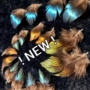 VERY RARE - Exceptional lophophore feathers - impeyan pheasan / himalayan pheasant