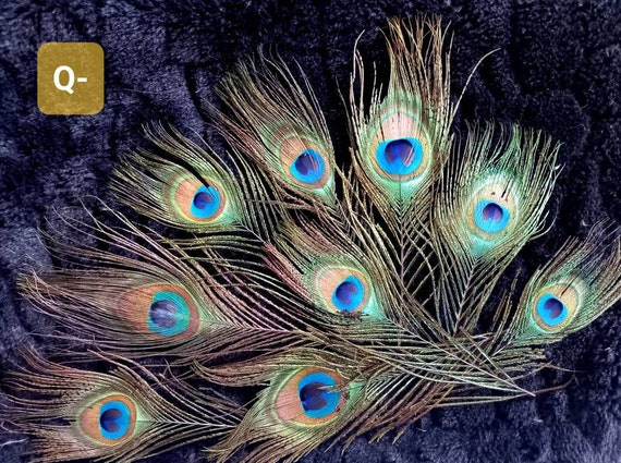 Juego de 20 plumas de ojo de pavo real natural 3 estilos de plumas