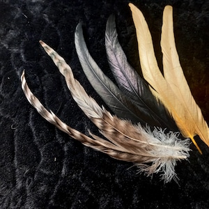 Very large iridescent rooster tail feathers - color: colored or natural - lancets
