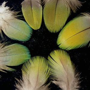 Può includere: Primo piano di sette piume disposte in cerchio su uno sfondo nero. Le piume sono verdi, gialle e bianche con diverse trame.