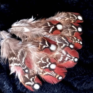 horned pheasant feathers (tragopan) - fly tying, earrings