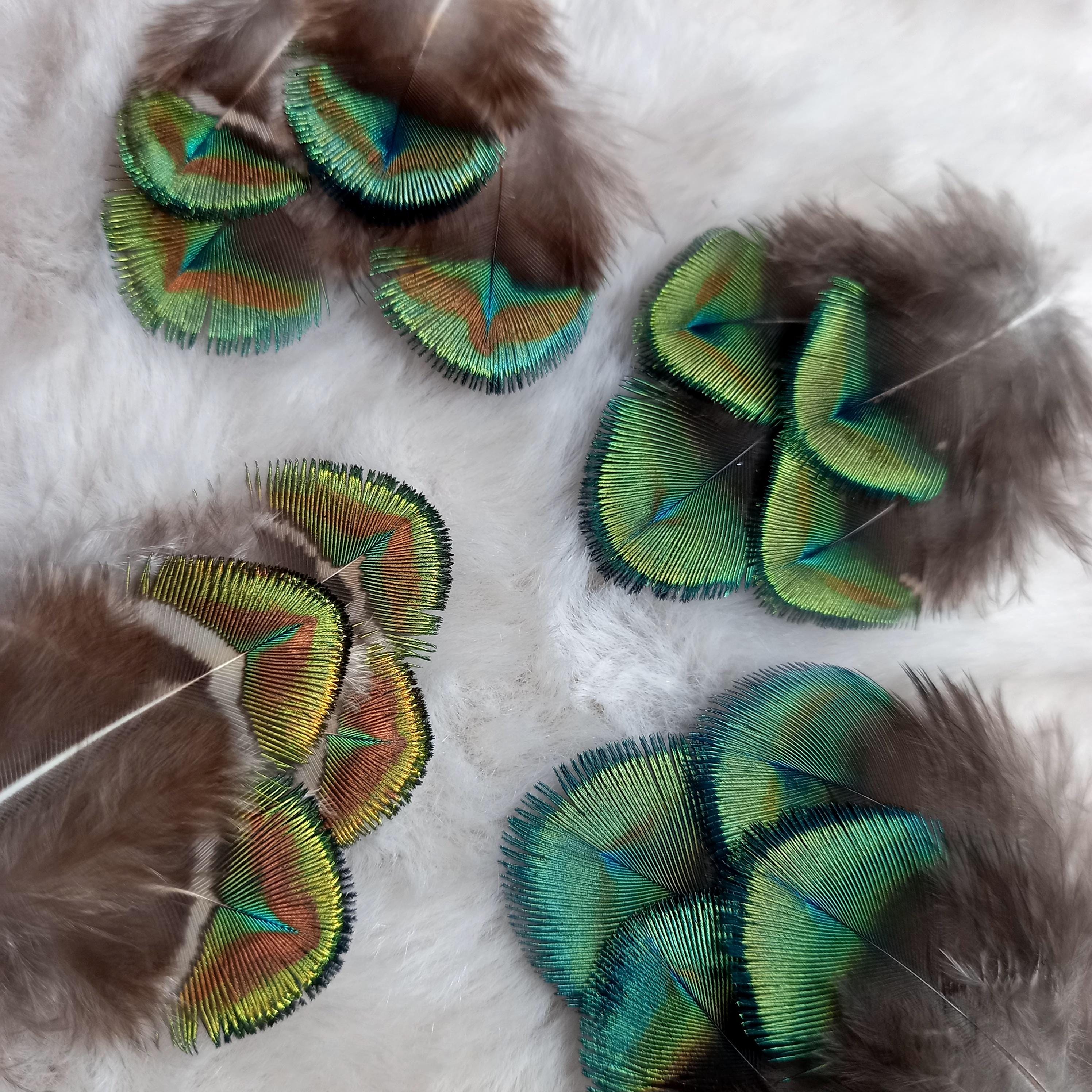 RARE - Peacock Feathers - Natural Color: Beautiful  display picture 1