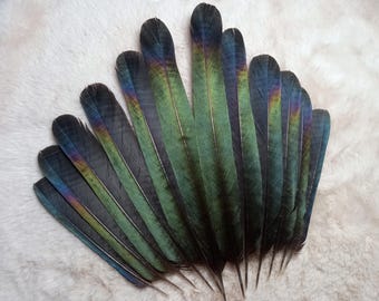 Plumas de cola de urraca - color natural: negro iridiscente