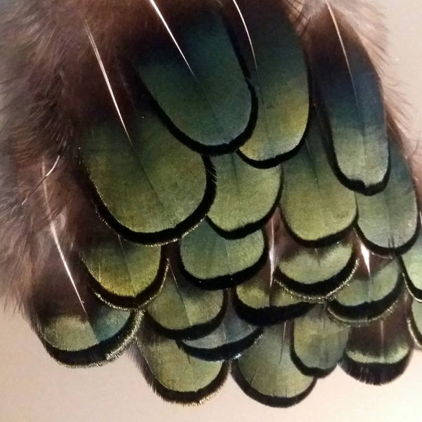 *Extra* lady amherst pheasant feathers (n7) - natural color: olive green - fly tying, earrings