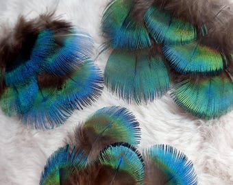 RARE - Peacock Feathers - Natural Color: Beautiful Iridescent Turquoise Blue - Fly Tying, Earrings, Jewelry, Art