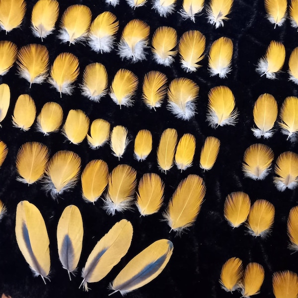 Paires et lots de plumes de perroquet - couleur naturelle : jaune et bicolore - parrot feather, fly tying, earrings