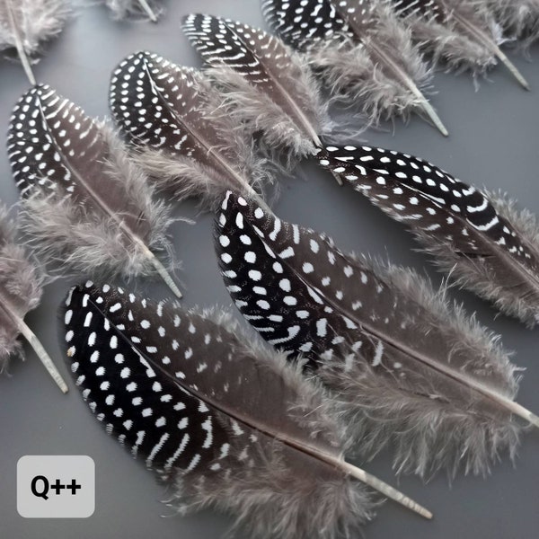 Plumes d'ailes de pintade (n7) **spécial boucles d'oreilles** fly tying, earrings, jewelry, DIY
