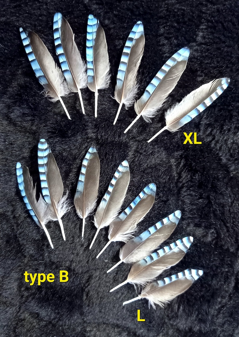 plumes d'ailes de geai, couleur naturelle : bleues rayées blue jay feather, fly tying, earrings image 4
