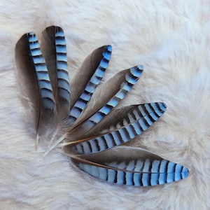 jay wing feathers, natural color: blue striped - blue jay feather, fly tying, earrings