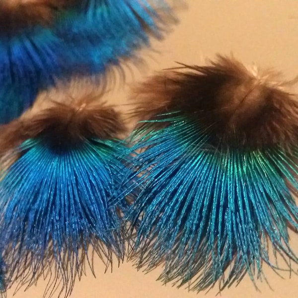 plumes de paon *qualité extra* (n4) - couleur naturelle : bleu électrique - fly tying, earrings, jewelry