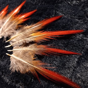 Plumas de cola de faisán dorado - color natural: rojo marrón beige