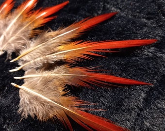 golden pheasant tail feathers - natural color: red brown beige