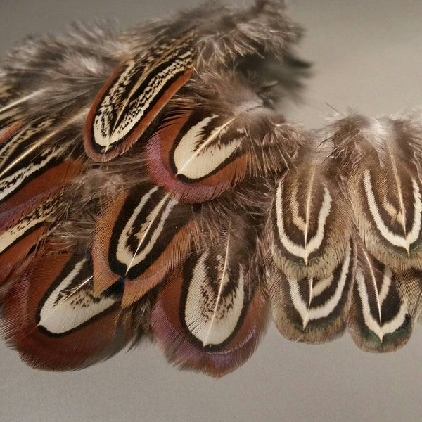 Extra! plumes faisan colchide (n6) - couleurs naturelles : marrons et crèmes - fly tying, jewelery, earrings, DIY