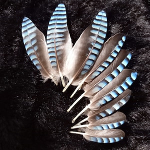 plumes d'ailes de geai, couleur naturelle : bleues rayées blue jay feather, fly tying, earrings image 1