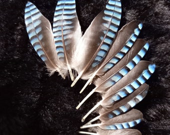 jay wing feathers, natural color: blue striped - blue jay feather, fly tying, earrings